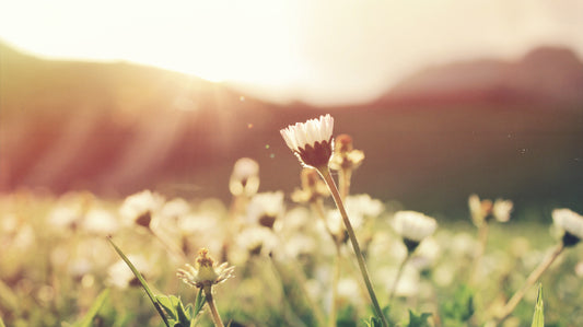 Flowers in a field with sunlight during Spring Equinox